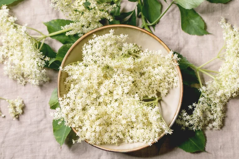 qu est ce que l on peut faire avec la fleur de sureau bol feuilles vertes et fleurs blanches