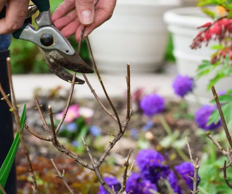 quand et comment tailler les hortensias à l automne astuces