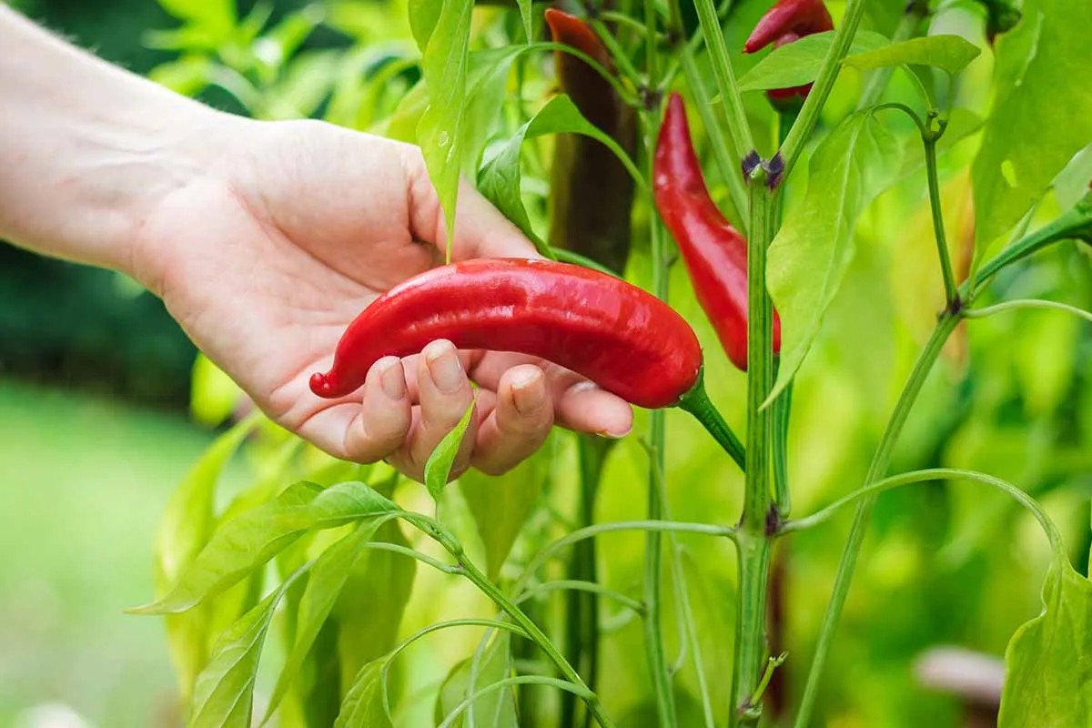 Comment tailler les poivrons pour doubler la récolte ? Voici le guide détaillé