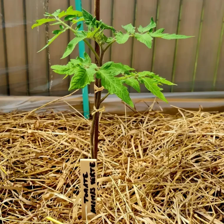 quand et pourquoi pailler le pied des plants de tomates