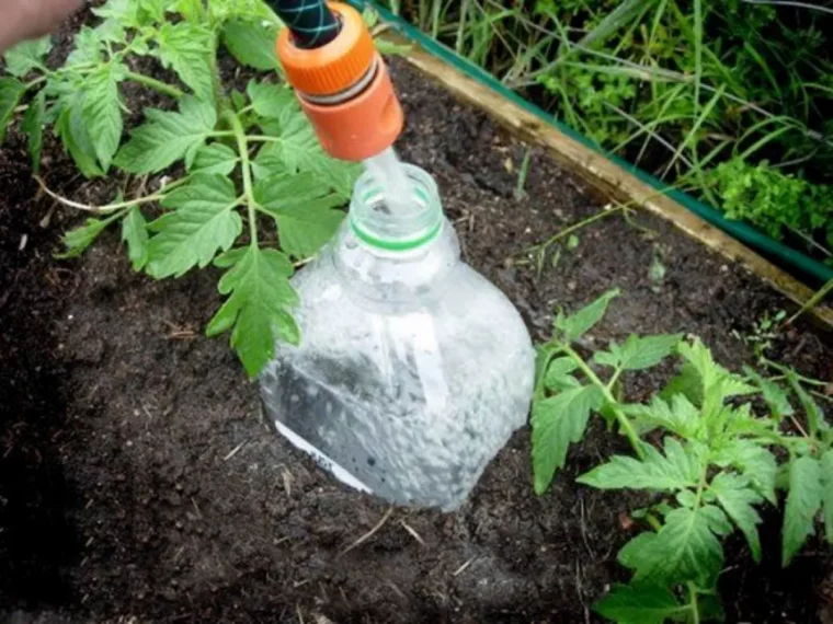 quand ne plus arroser les tomates tout savoir sur cette curieuse maladie bouteille