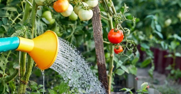 quand ne plus arroser les tomates tout savoir sur cette curieuse maladie couv