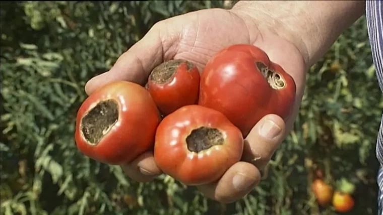 quand ne plus arroser les tomates tout savoir sur cette curieuse maladie cul noir