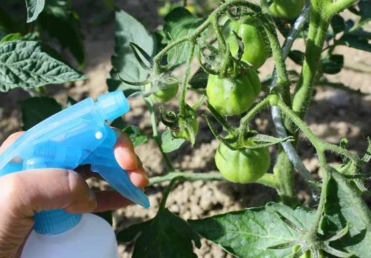 quand ne plus arroser les tomates tout savoir sur cette curieuse maladie purin ortie