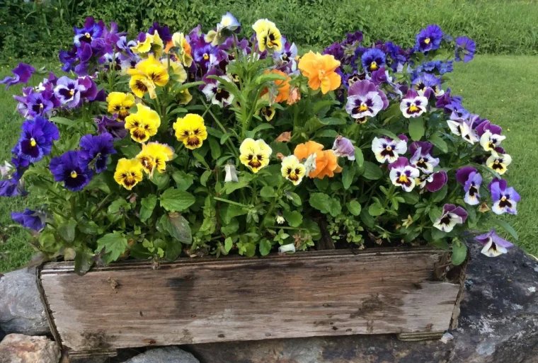 quand planter les pensees en jardiniere bois jardin gazon pluie arrosage