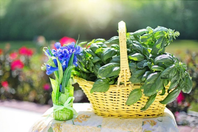 que faire avec beaucoup de basilic frais basket herbe aromatique bouquet fleurs bleues