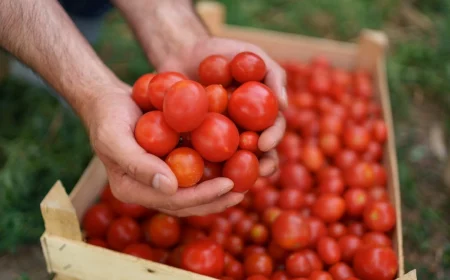 que faire avec beaucoup de tomates recolte tomate cerise variete caissette bois