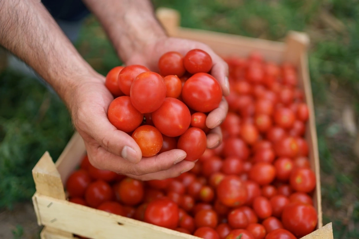 que faire avec beaucoup de tomates recolte tomate cerise variete caissette bois