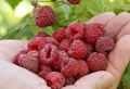 Que faire avec des framboises ? 3 recettes à base de framboises pour s’en régaler à la fin de l’été