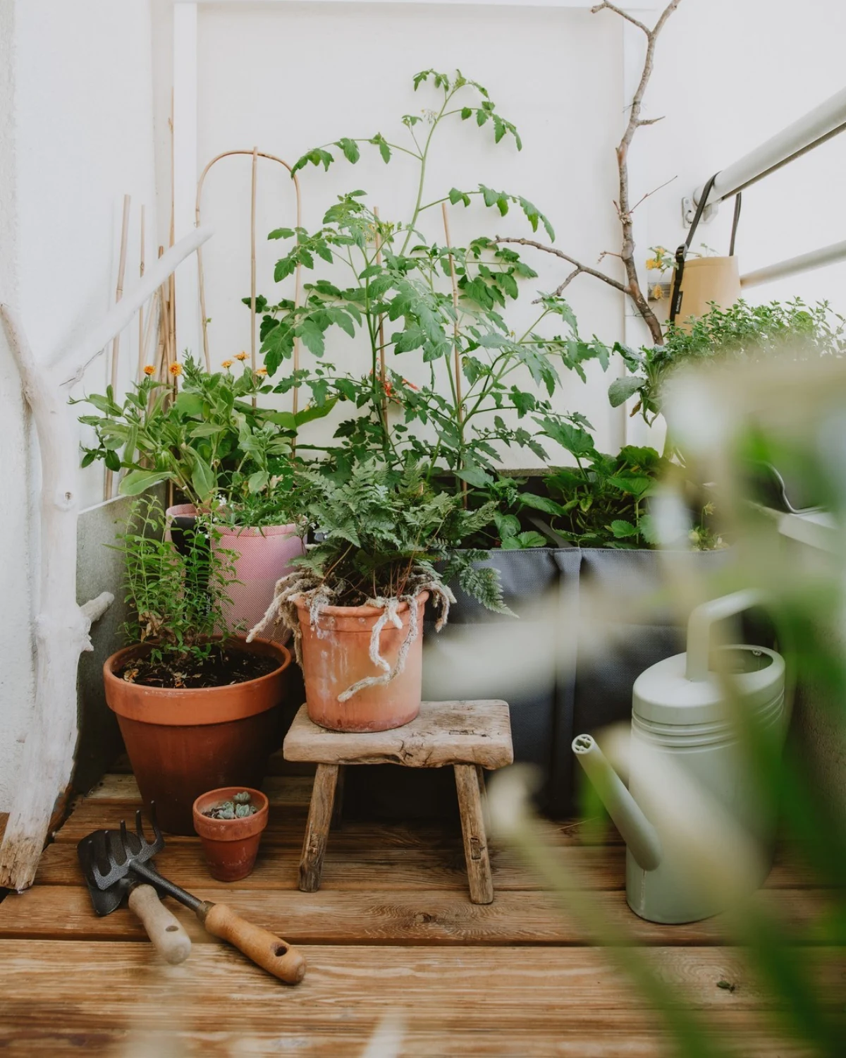 que planter en aout sur le balcon plantes vertes en pots outils jardinage