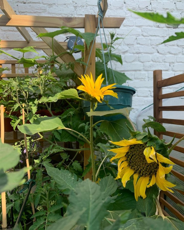 que planter sur une terrasse en aout tournesol plantes vertes