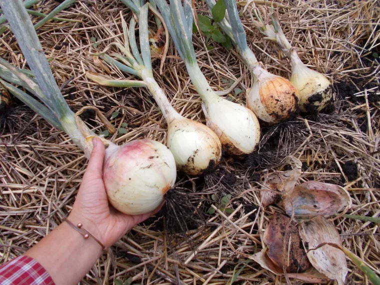 que semer ou planter après les oignons une main cueille desoignons