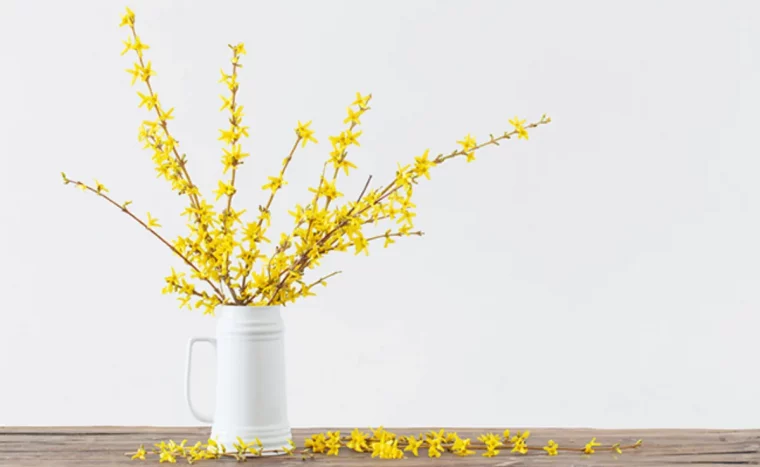 quel bouturage devez vous faire fin aout voici la technique magique forsythia