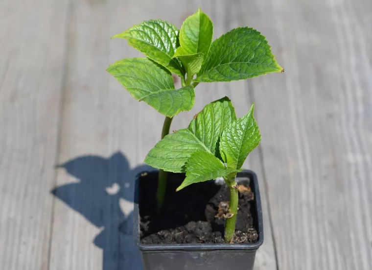 quel bouturage devez vous faire fin aout voici la technique magique hortensia