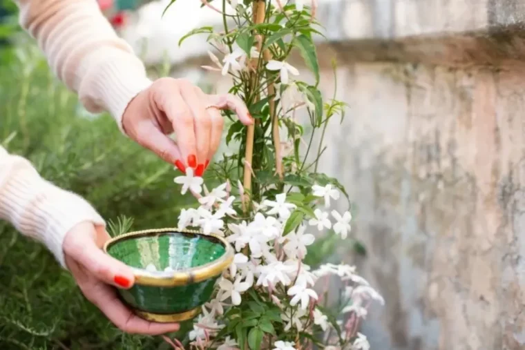 quel bouturage devez vous faire fin aout voici la technique magique jasmin etoile