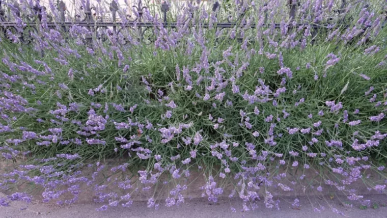 quel bouturage devez vous faire fin aout voici la technique magique lavande