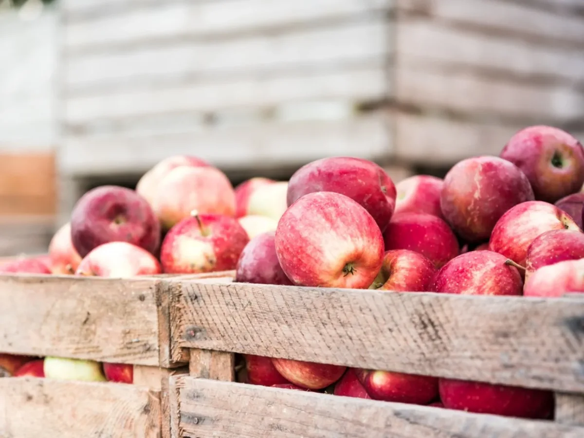 quelles sont les meilleures facons de stocker les pommes