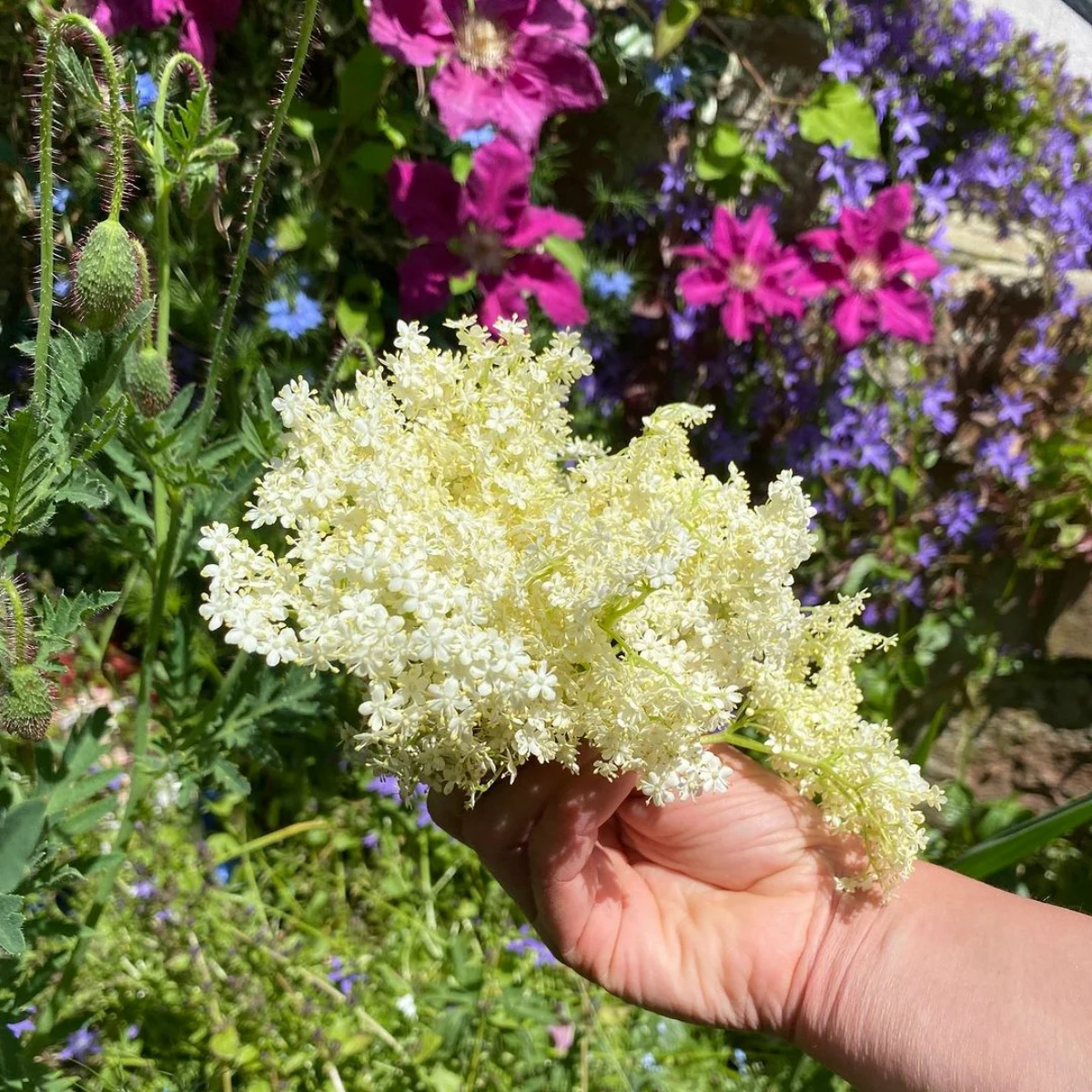quels sont les bienfaits de la tizane de sureau fleurs blanches et roses