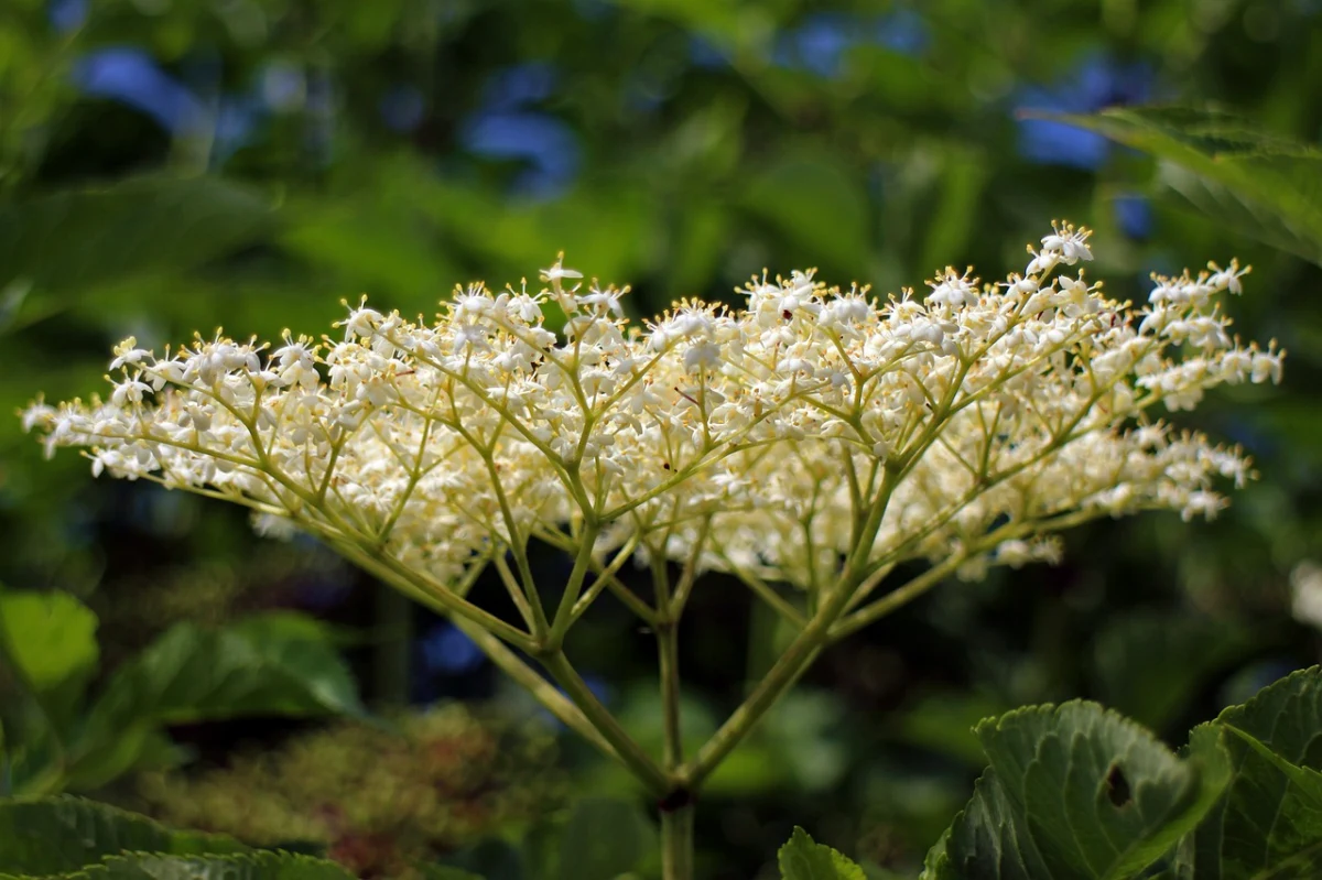 quels sont les bienfaits du fleur de sureau pour la sante feuilles vertes