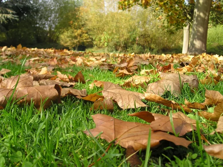 qui doit ramasser les feuilles des arbres du voisin arbre voisin