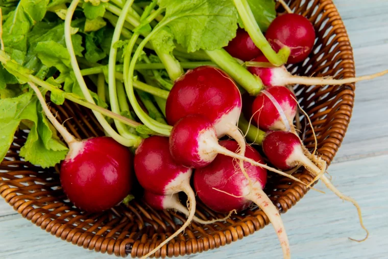 radis rouges assiette en bois legumes croissance rapide