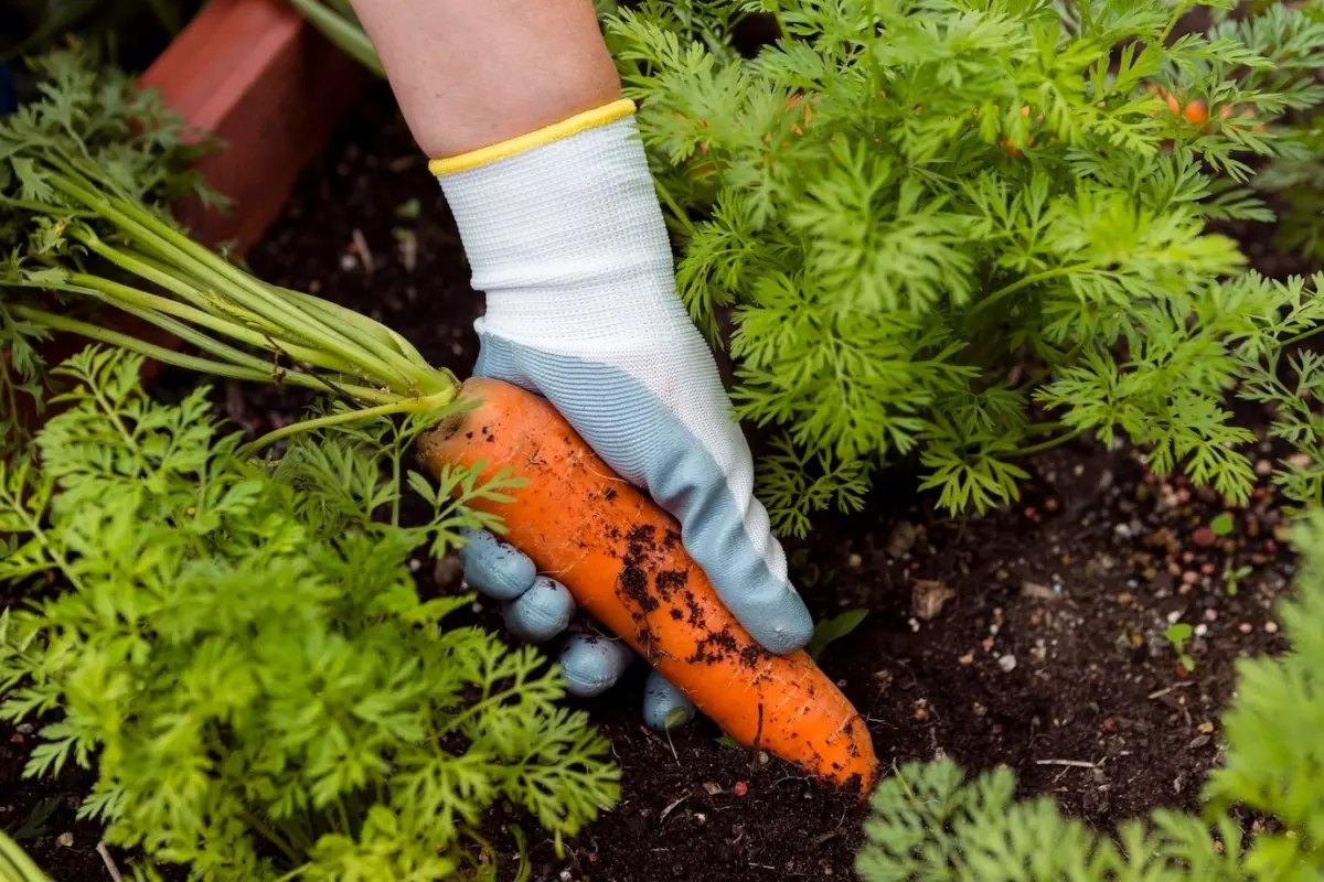 recolte carrottes potager culture lit jardin legumes gants jardinage