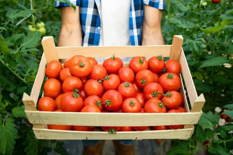 recolte de tomates caissette bois mains homme chemise carreaux potager