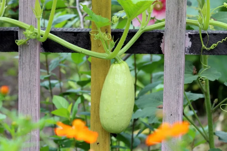 recolte plante grimpante tige feuilles tuteurs bois jardin potager legumes