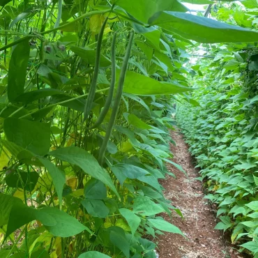 recolter les haricots verts ni trop verts ni trop murs