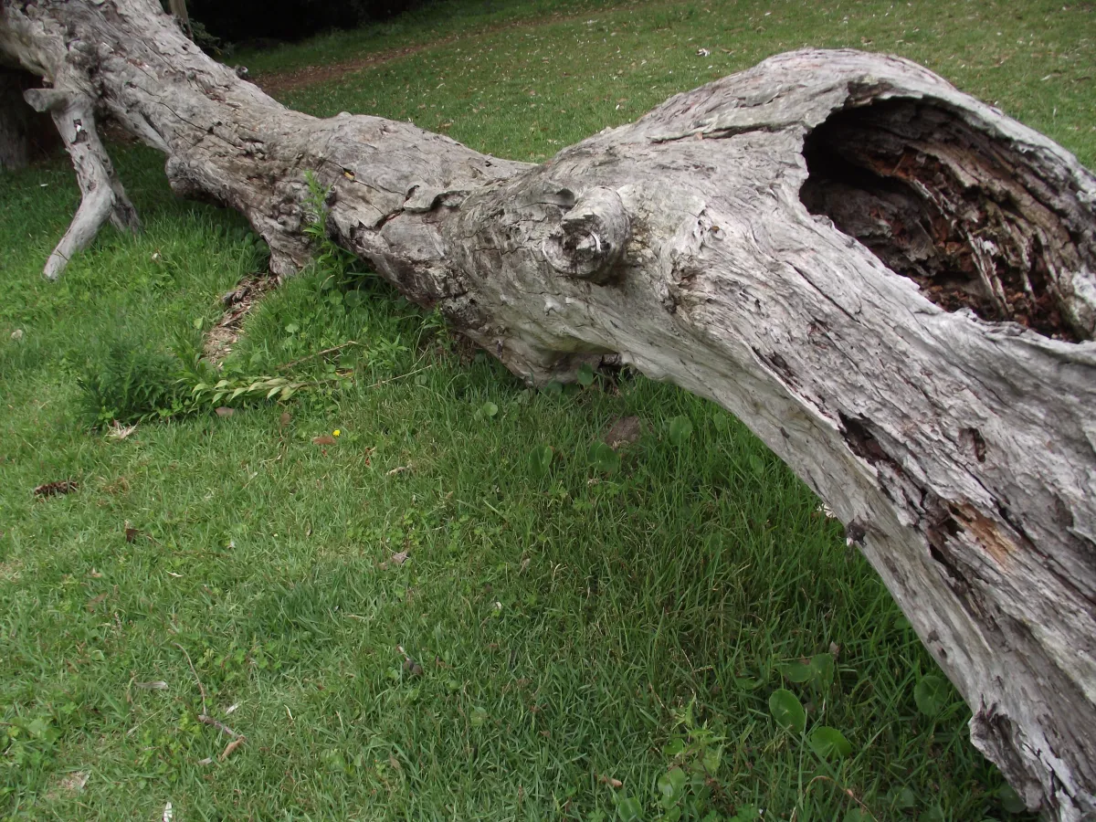 recours contre un voisin qui n'entretient pas son terrain arbre tombe