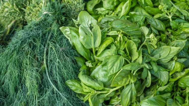 regime colore legumes verts consommation