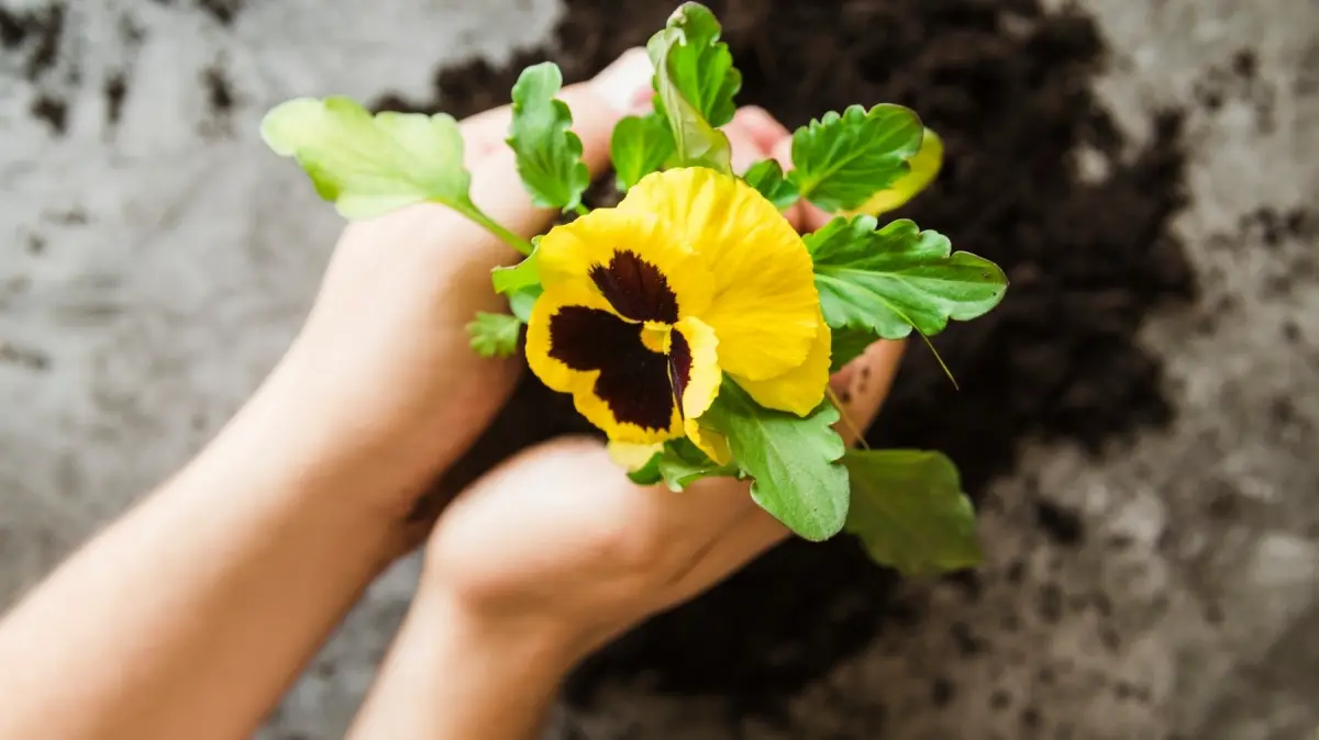 rempotage pensee fleurs entretien petales jaunes plante mains femme