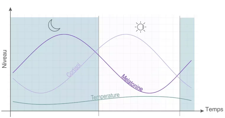 rythme circadien exprime par graphique le niveau de cortisol melatonin temperature corporelle pendant le jour et la nuit