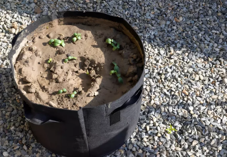 sac de plantation avec plusieurs semis avec des traces d arrosage pose sur un sol de gravier