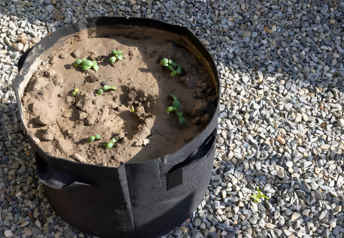 sac de plantation avec plusieurs semis avec des traces d arrosage pose sur un sol de gravier