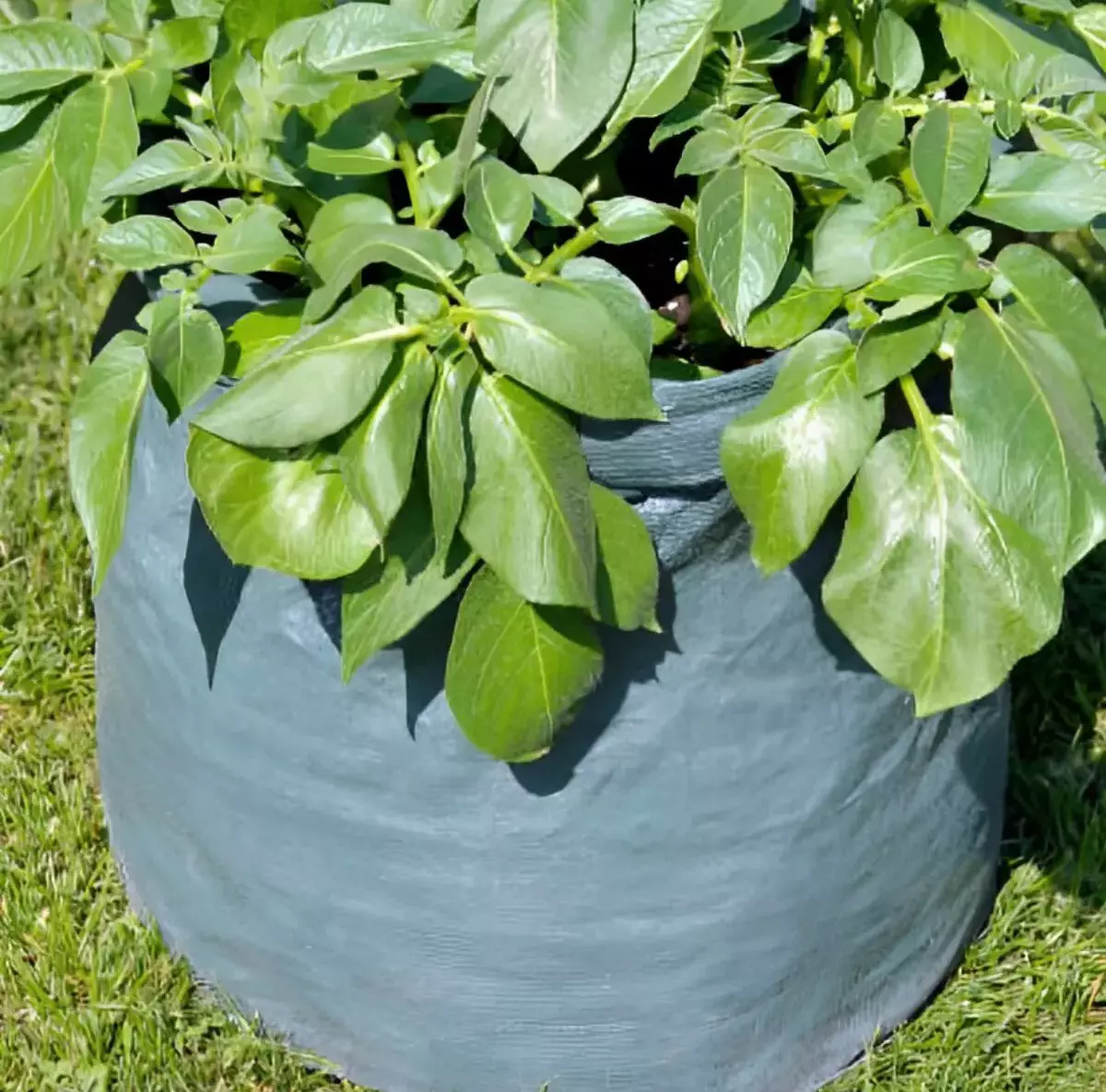 sac de plantation gris pose sur une pelouse verte avec une plante avec un feuillage vert abondant