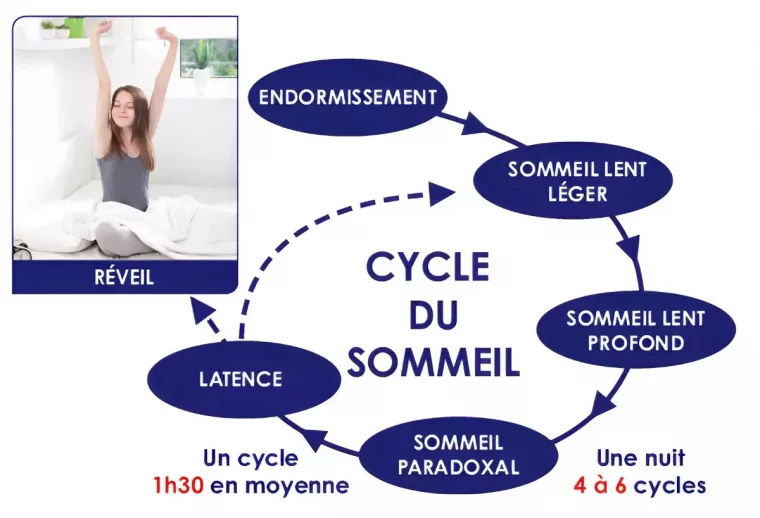 schema des cycles du sommeil avec des bulles bleu foncées sur fond blanc et une photo d une jeune femme qui s etire dans son lit