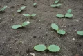 Peut-on planter des courgettes en août : conseils et astuces pour une récolte tardive
