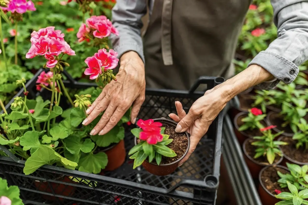 serre plantes fleuries culture pot plastique mains femme contenants terreau fleurs