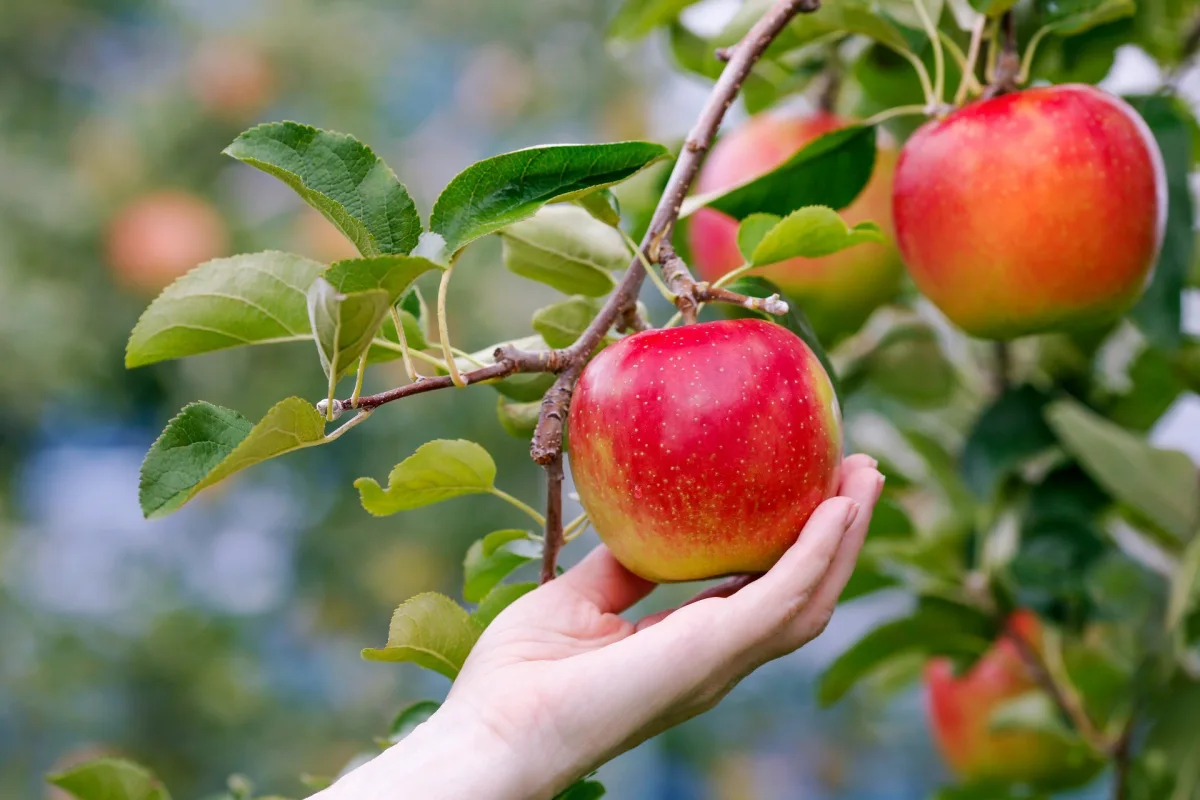 signes de maturation des pommes pour les recolter au bon moment