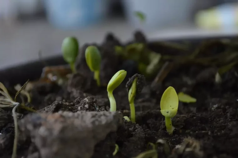 sol fertile avec un gros plan sur des jeunes pousses qui sortent de terre