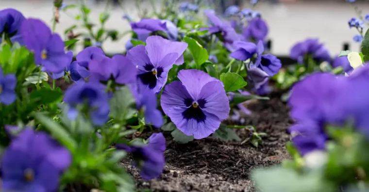 sol pensees terre feuilles vertes plantes fleurs violettes petales