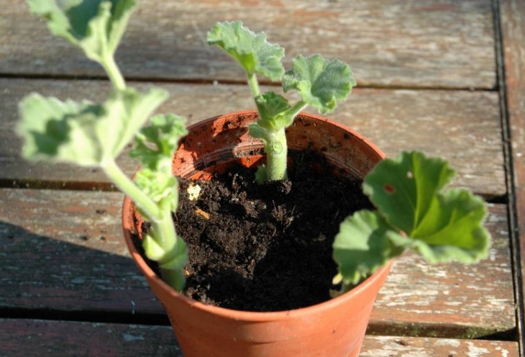 surface bois soleil lumiere comment bouturer les geraniums au mois d aout