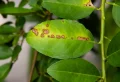 Taches de rouille sur les feuilles de citronnier : causes, prévention et le meilleur traitement possible !