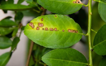 tache de rouille sur les feuilles vertes d un citronnier