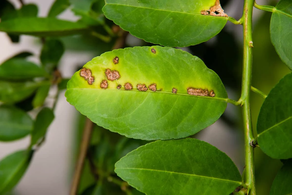 tache de rouille sur les feuilles vertes d un citronnier