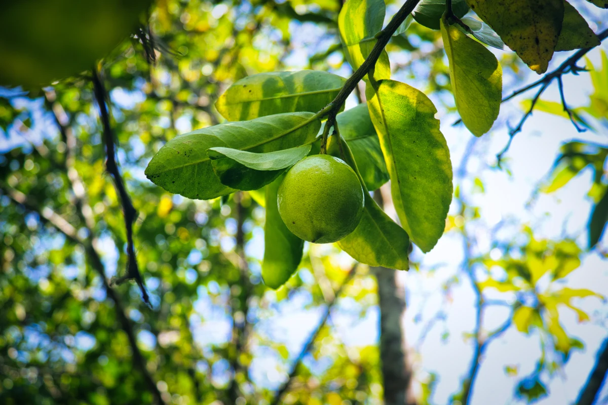 taches sur les feuilles vertes d'un citronnier jaune jardin