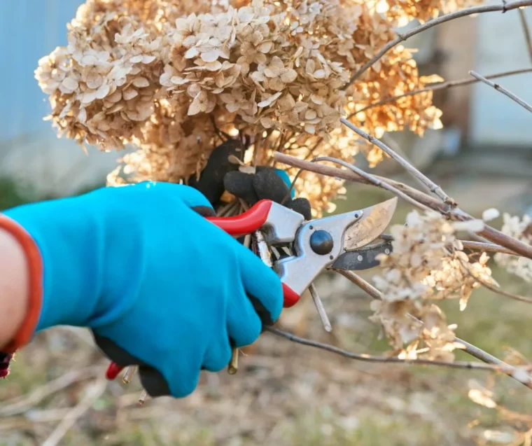 tailler hortensia automne avec un secateur en haut de la tige