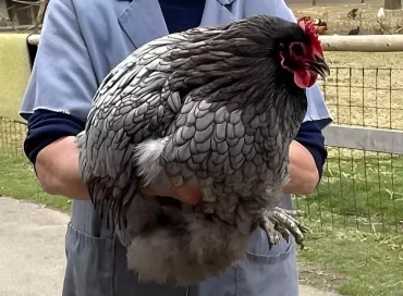 tenir un coq au plumage gris dans ses mains