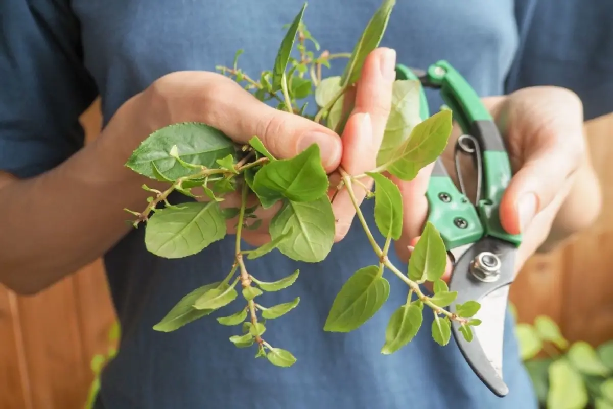 tiges fuchsia feuilles secateur outil jardinage femme propagation plantes